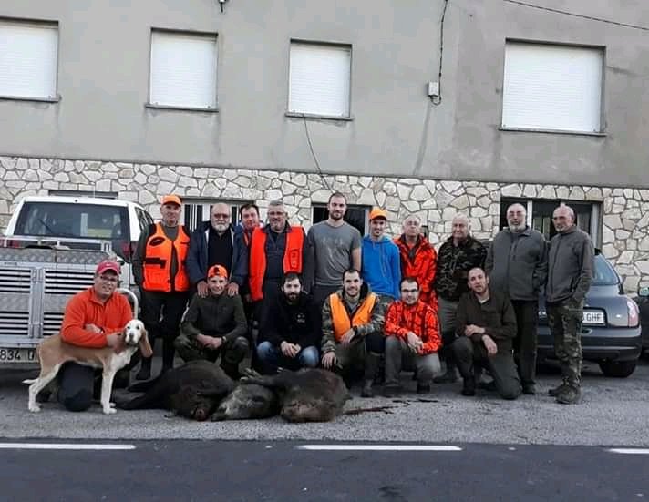 42 Jabalíes cobrados en los Cotos de la Comarca en las últimas Batidas