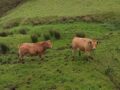 COAG Asturias pide al Principado que se agilice la vacunación del ganado contra la lengua azul