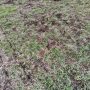 Los Cuervos ocasionan importantes desperfectos en el Campo Municipal Castros de Coaña.