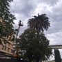 La presencia del «picudo rojo» en una palmera de la zona del puerto de Navia obliga al ayuntamiento a proceder a la tala del ejemplar