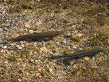 La Coordinadora Ecoloxista asegura que, mientras el salmón desaparece de nuestros ríos, el Gobierno de Asturias autoriza la apertura de su pesca este sábado
